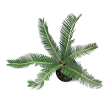 Load image into Gallery viewer, Palm, 6in, King Sago