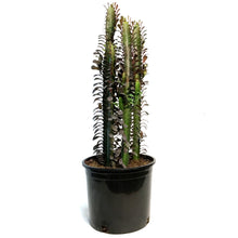 Load image into Gallery viewer, Cactus, 10in, Euphorbia African Milk Tree, Red