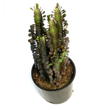 Load image into Gallery viewer, Cactus, 10in, Euphorbia African Milk Tree, Red