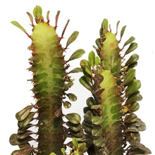 Load image into Gallery viewer, Cactus, 10in, Euphorbia African Milk Tree, Red