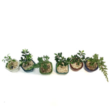 Load image into Gallery viewer, Bonsai, 3in, Mini Assorted