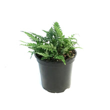 Load image into Gallery viewer, Fern, 4.5in, Korean Rock