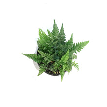 Load image into Gallery viewer, Fern, 4.5in, Korean Rock