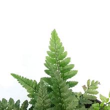 Load image into Gallery viewer, Fern, 4.5in, Korean Rock