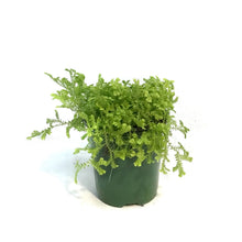 Load image into Gallery viewer, Fern, 4in, Moss LIme