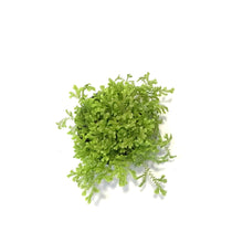 Load image into Gallery viewer, Fern, 4in, Moss LIme
