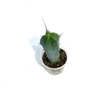 Load image into Gallery viewer, 2.5in Cereus Geometrizans