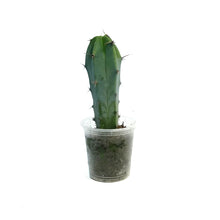 Load image into Gallery viewer, 2.5in Cereus Geometrizans