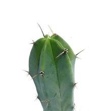Load image into Gallery viewer, 2.5in Cereus Geometrizans