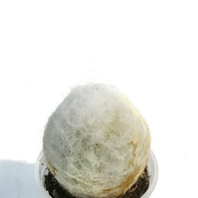 Load image into Gallery viewer, 2.5in Epostoa Nana