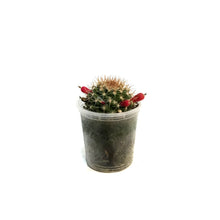 Load image into Gallery viewer, Cactus, 2.5in, Ferocactus Stainesii