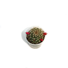 Load image into Gallery viewer, Cactus, 2.5in, Ferocactus Stainesii