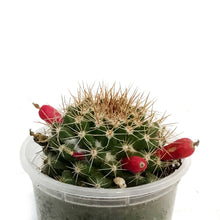 Load image into Gallery viewer, Cactus, 2.5in, Ferocactus Stainesii