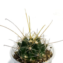 Load image into Gallery viewer, Cactus, 2.5in, Hamatocactus Setispinus