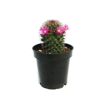 Load image into Gallery viewer, Cactus, 3.5in, Mammillaria Ernestii Albispina