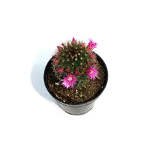 Load image into Gallery viewer, Cactus, 3.5in, Mammillaria Ernestii Albispina