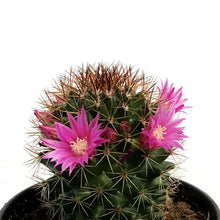 Load image into Gallery viewer, Cactus, 3.5in, Mammillaria Ernestii Albispina