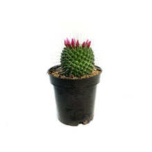 Load image into Gallery viewer, Cactus, 3.5in, Mammillaria 'Silver Arrows'