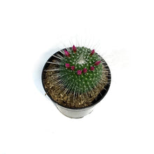 Load image into Gallery viewer, Cactus, 3.5in, Mammillaria 'Silver Arrows'