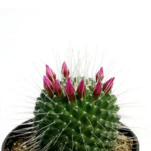 Load image into Gallery viewer, Cactus, 3.5in, Mammillaria 'Silver Arrows'
