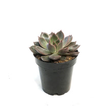 Load image into Gallery viewer, Succulent, 3.5in, Echeveria Mariposa