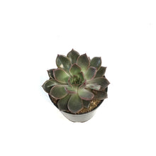 Load image into Gallery viewer, Succulent, 3.5in, Echeveria Mariposa