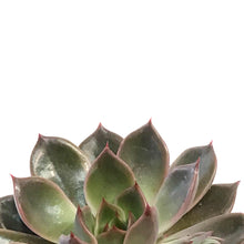 Load image into Gallery viewer, Succulent, 3.5in, Echeveria Mariposa