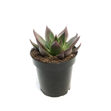 Load image into Gallery viewer, Succulent, 4in, Echeveria Agavoides red Shades