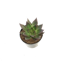 Load image into Gallery viewer, Succulent, 4in, Echeveria Agavoides red Shades