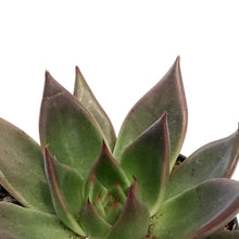 Load image into Gallery viewer, Succulent, 4in, Echeveria Agavoides red Shades