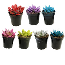 Load image into Gallery viewer, Succulent, 3.5in, Colorburst