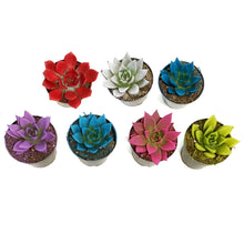 Load image into Gallery viewer, Succulent, 3.5in, Colorburst