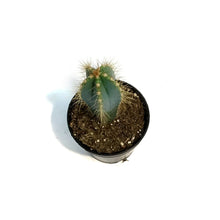 Load image into Gallery viewer, Cactus, 3.5in, P. azureus 'Blue Candle'