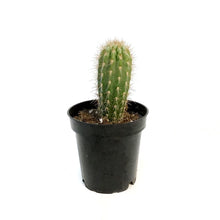 Load image into Gallery viewer, Cactus, 3.5in, Neoraimondia Gigantea