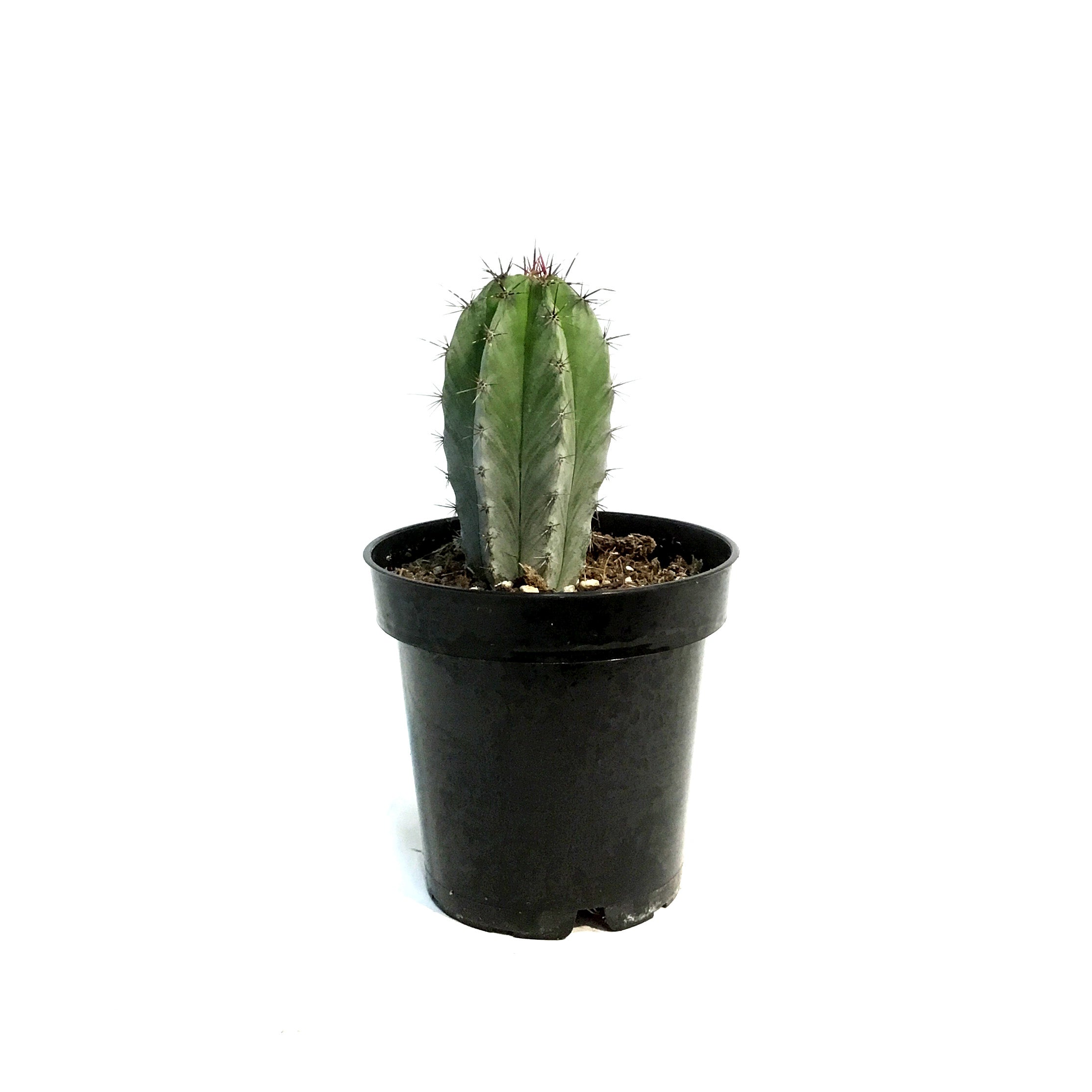 Cactus, 3.5in, Neocardenasia Herzogiana – Floral Acres Greenhouse