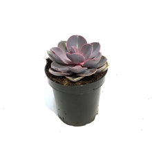 Load image into Gallery viewer, Succulent, 3.5in, Echeveria Purple Pearl