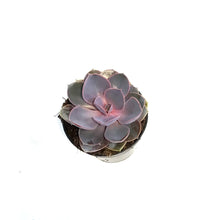 Load image into Gallery viewer, Succulent, 3.5in, Echeveria Purple Pearl
