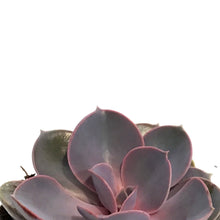 Load image into Gallery viewer, Succulent, 3.5in, Echeveria Purple Pearl