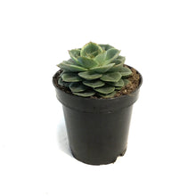 Load image into Gallery viewer, Succulent, 3.5in, Echeveria Taco