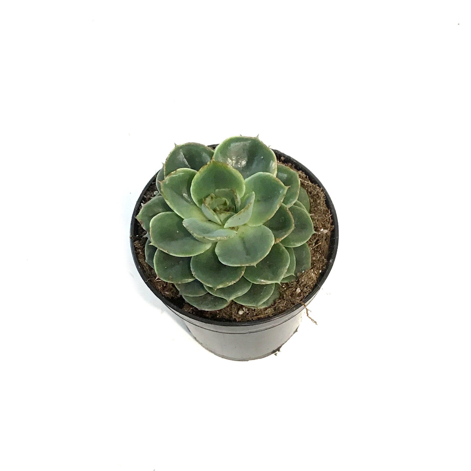 taco succulent Succulent, 3.5in, Echeveria Taco – Floral Acres Greenhouse & Garden Centre