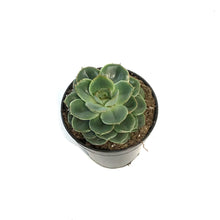 Load image into Gallery viewer, Succulent, 3.5in, Echeveria Taco