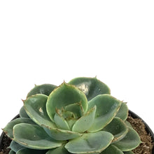 Load image into Gallery viewer, Succulent, 3.5in, Echeveria Taco