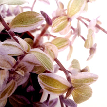 Load image into Gallery viewer, Tradescantia, 2.5in, Pink Panther