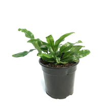 Load image into Gallery viewer, Fern, 4in, Kangaroo