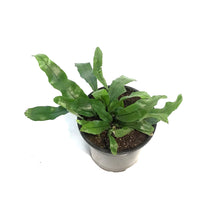 Load image into Gallery viewer, Fern, 4in, Kangaroo