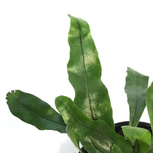 Load image into Gallery viewer, Fern, 4in, Kangaroo