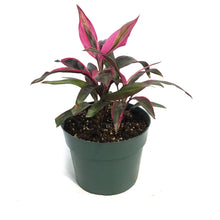 Load image into Gallery viewer, Cordyline, 6in, Red Beryl