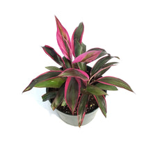 Load image into Gallery viewer, Cordyline, 6in, Red Beryl