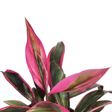 Load image into Gallery viewer, Cordyline, 6in, Red Beryl