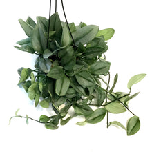 Load image into Gallery viewer, Scindapsus, 6in, Treubii Moonlight, Hanging basket